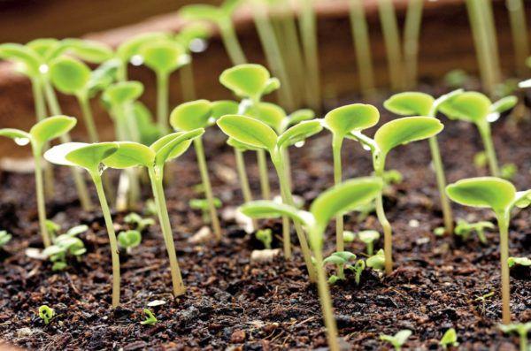 seedling flowers