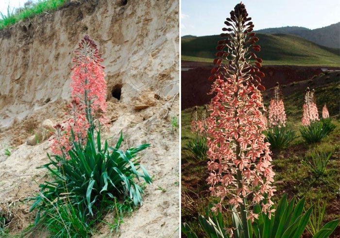 fleurs sur des arcs