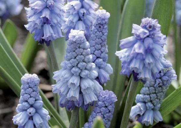 taivaansininen muscari