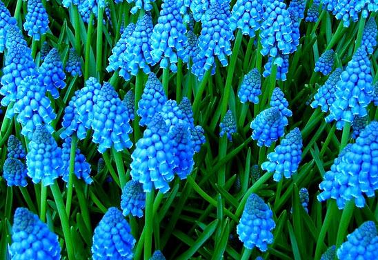 muscari azul suave