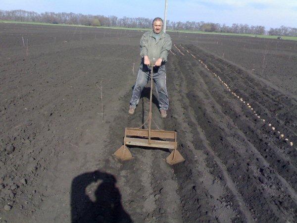 weeding a plot