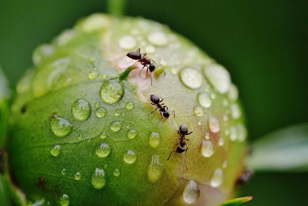 ants on peonies