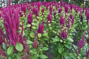 Useful properties and use of amaranth in cosmetology and traditional medicine