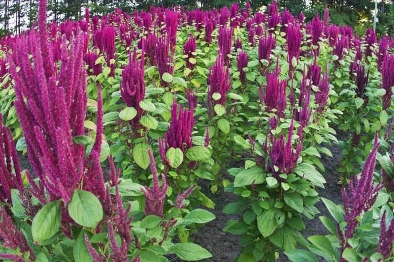 amaranth useful medicinal properties