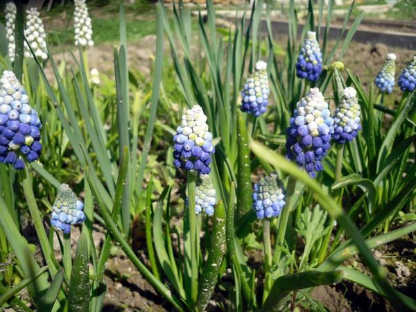 muscari valkoinen sininen