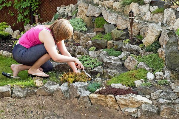 cuidado de las plantas