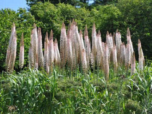 fleurs brunes