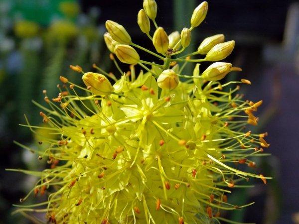 yellow eremurus