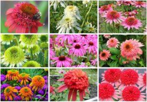 Rules for planting and caring for perennial echinacea, 10 best varieties for open ground