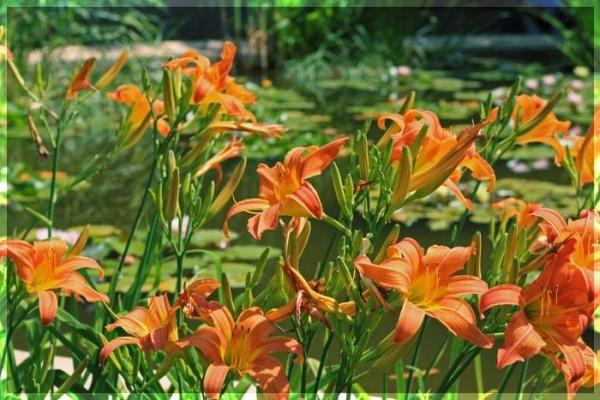 fleurs au bord du lac