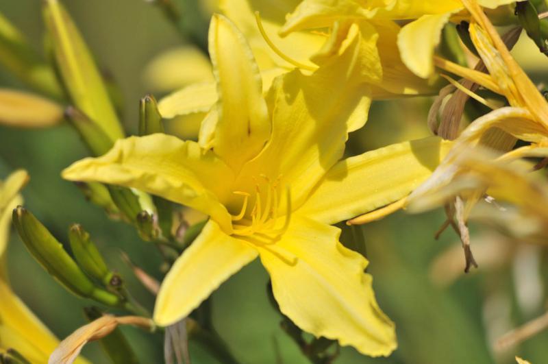 fleurs jaunes