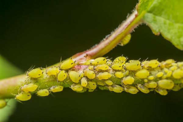 flower pests