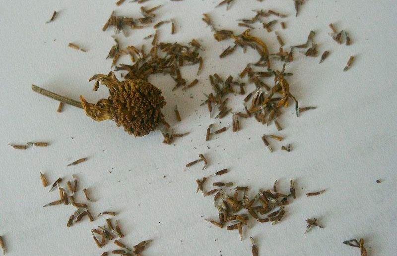 helenium seeds