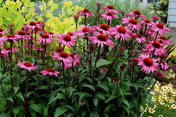 Odrůda Echinacea