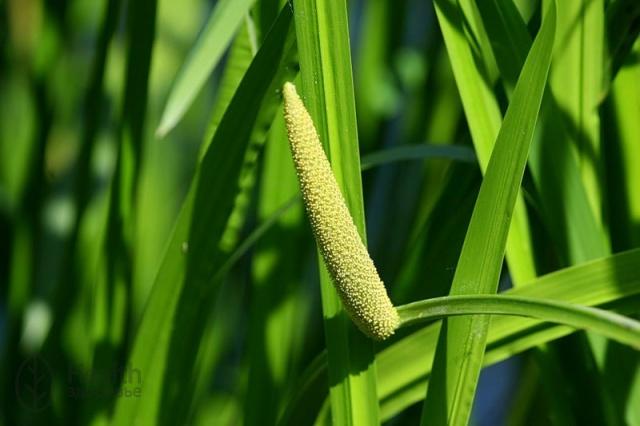 amaranth leaves