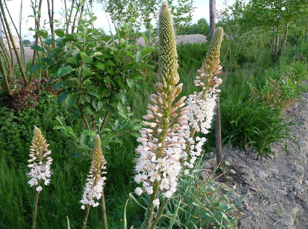 eremurus ดอกไม้สีขาว