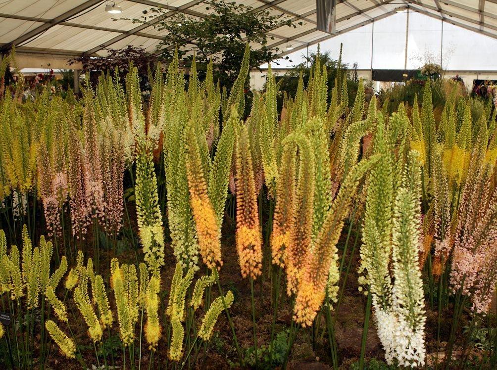 Crimée Eremurus