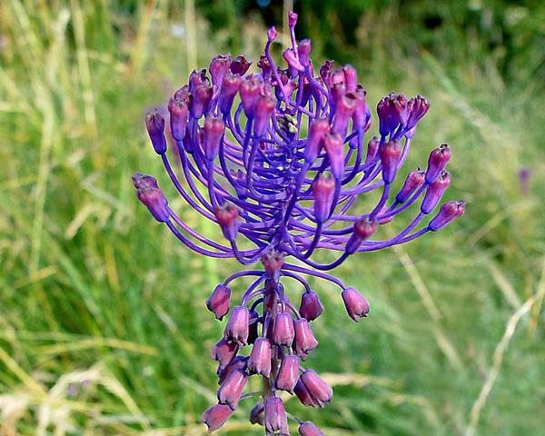 Muscari mit Haube