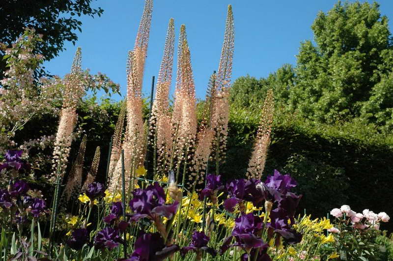 eremurus dans un parterre de fleurs