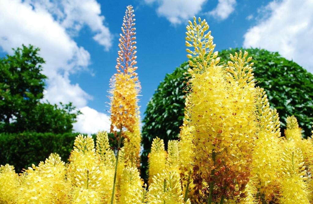 eremurus ทรงพลัง