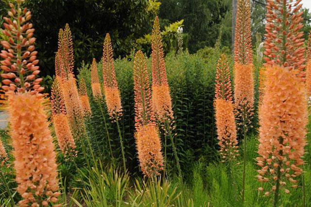 eremurus en el jardín