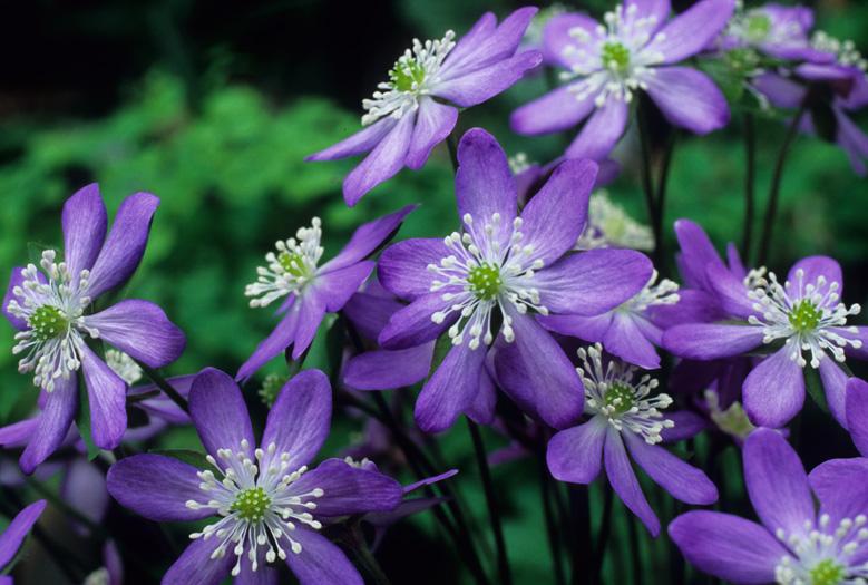  Hepatica sharp-lobed