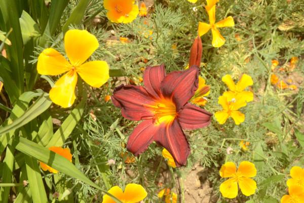 bloemen in de tuin