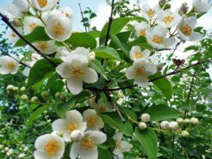 Planting and caring for jasmine, propagation of shrubs, pruning and transplanting