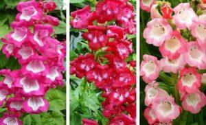 Description de 20 variétés et types de penstemon vivaces, plantation et entretien en plein champ