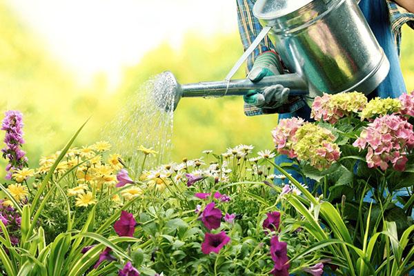 watering flowers