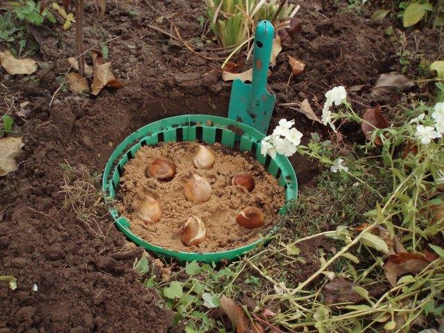 transplantation sur parterres de fleurs