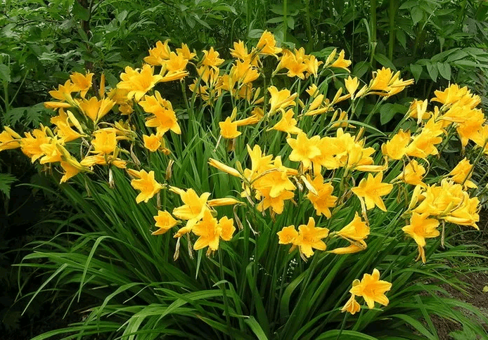 fleurs dans le parterre