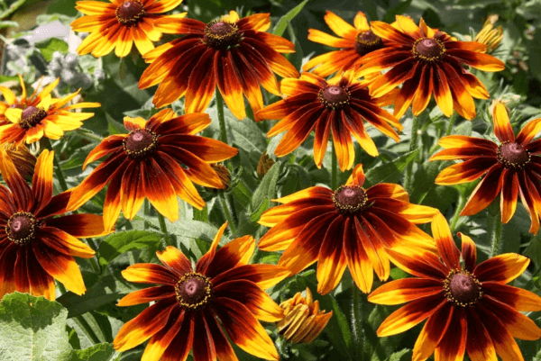 echinacea květ