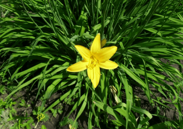 flor de azucena