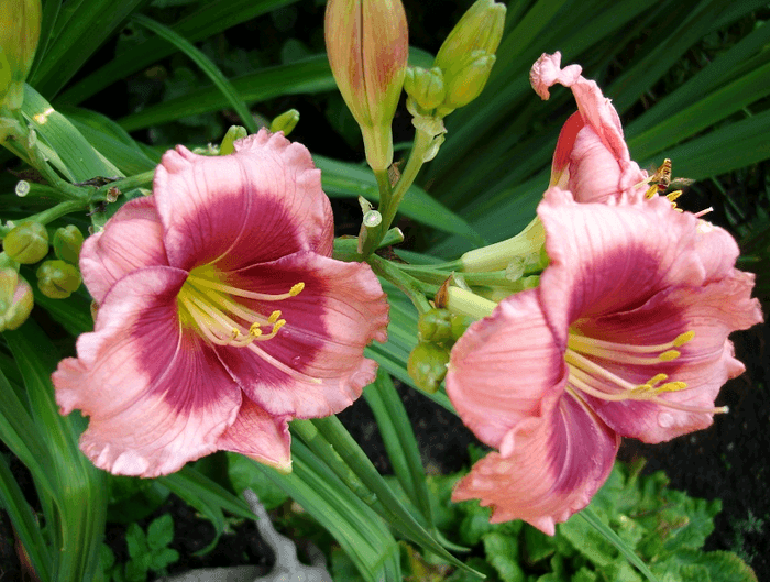 ružičasti daylily