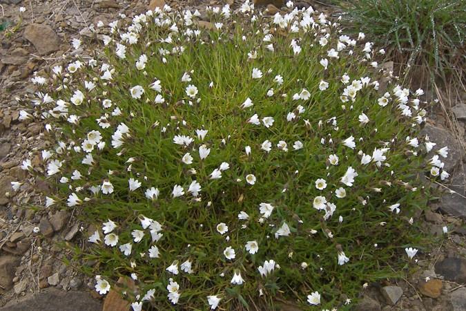 arbusto de flores