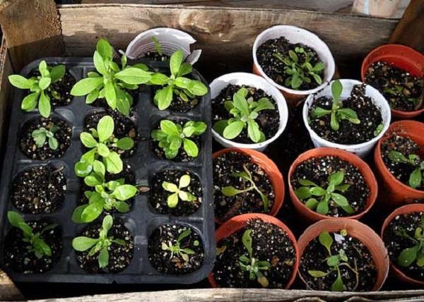 hardening of seedlings