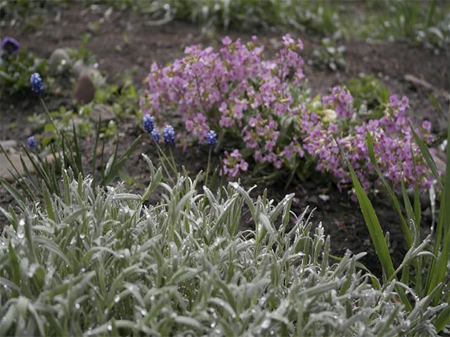 fleurs dans le parterre