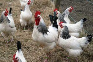 Caractéristiques et description de la race de poulets Adler Silver, leur contenu