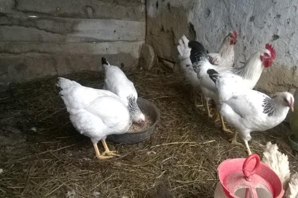 les poulets mangent