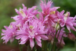 Descripción de variedades y tipos de terry aquilegia, reglas de plantación y cuidado.