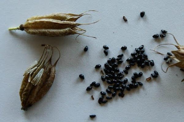 flower seeds