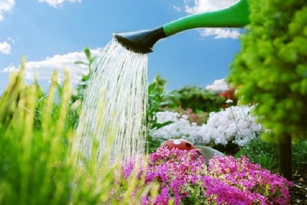 watering from a watering can