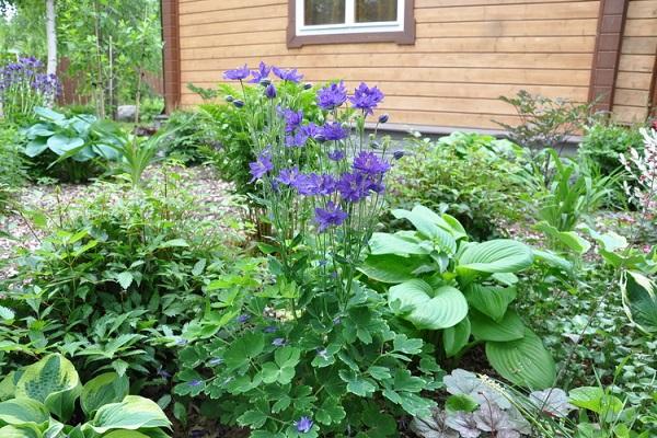 après la floraison