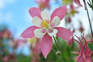 Reglas para preparar la aquilegia para el invierno, ya sea que necesite podar en otoño.