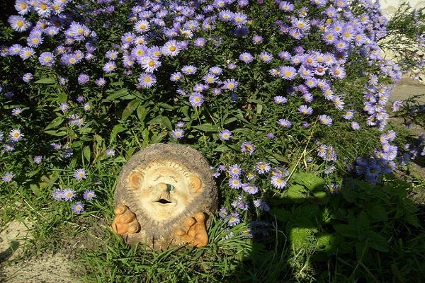 blooming asters