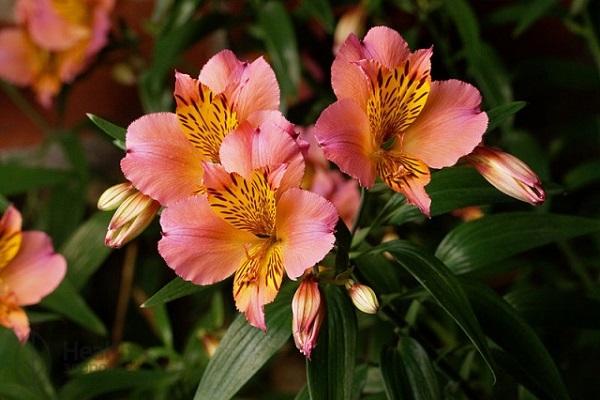 Peruvian alstroemeria