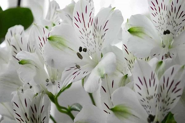 bílá alstroemeria