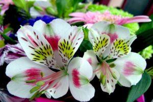 Descripción de las 37 mejores variedades de alstroemeria blanca, tecnología de cultivo.