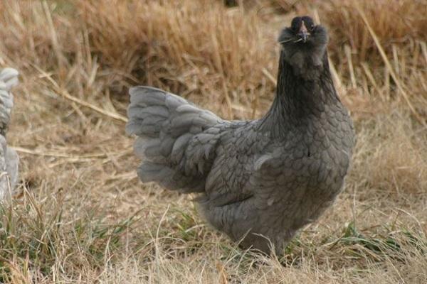 poulet ameraucana